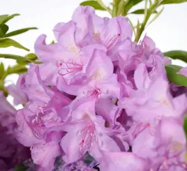 rododendron-catawbiense-boursault-liliowy-zimozielony-do-cienia-13-l