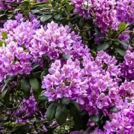 rododendron-catawbiense-boursault-liliowy-zimozielony-do-cienia-13-l
