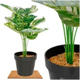 roslina-doniczkowa-monstera-ciemna-6406-34-cm
