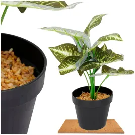 roslina-doniczkowa-maranta-6402-35-cm