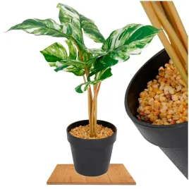 roslina-doniczkowa-monstera-jasna-6407-46-cm