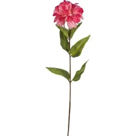 ciemnorozowa-cynia-galazka-kwiatu-o-wysokosci-75-cm-pojedyncza-do-wazonu