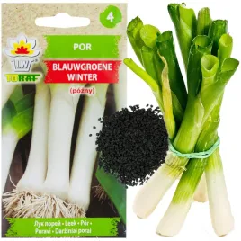 por-nasiona-pora-blauwgroene-winter-typ-alaska-pozny-odporny-na-mrozy-1g