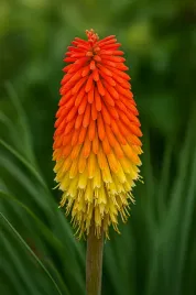 trytoma-groniasta-red-hot-poker-poj-c2