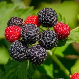 malina-czarna-black-jewel-slodsza-niz-tradycyjne-antyoksydanty-sadzonka-p9