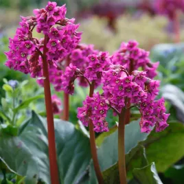 bergenia-sercolistna-zimozielona-rozowe-kwiaty-odporna-bylina-sadzonka-p9
