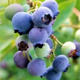 borowka-amerykanska-bluecrop-duze-soczyste-owoce-plenna-borowki-sadzonka-p9