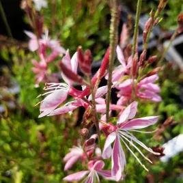 gaura-siskiyou-pink-rozowa-eteryczna-pieknosc-ogrodu-motyle-sadzonka-p9