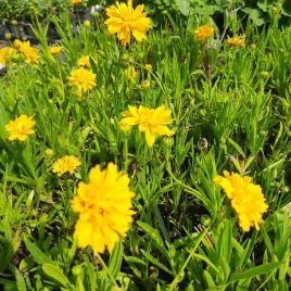 nachylek-early-sunrise-jaskrawe-kepy-zolto-pomaranczowe-kwiaty-sadzonka-p9