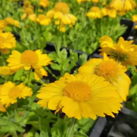 gailardia-mesa-yellow-sloneczne-zolte-kwiaty-cale-lato-sadzonka-p9