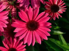 jezoka-pearl-magenta-rozowe-kwiaty-piekna-kwitnaca-bylina-do-ogrodu-sadzonk