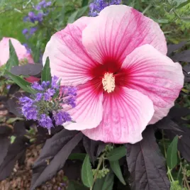 hibiskus-bagienny-bylinowy-starry-night-sadzonka-rozowy-ketmia