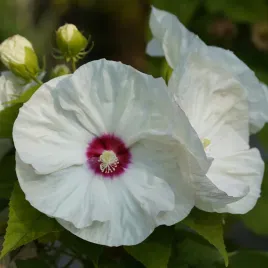 hibiskus-bagienny-bylinowy-old-yella-sadzonka-zolty-ketmia