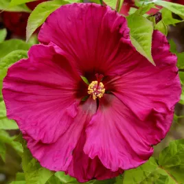 hibiskus-bagienny-bylinowy-red-jake-czerwony-sadzonki-ketmia
