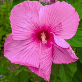 hibiskus-bagienny-bylinowy-royal-gems-sadzonka-ketmia-intensywnie-rozowy
