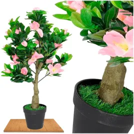 roslina-doniczkowa-azalia-5227-55-cm