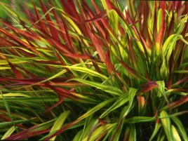 hakonechloa-trawa-bambusowa-mulled-wine-p9
