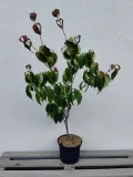 deren-kousa-teutonia-c5-kolor-kwiatow-biale