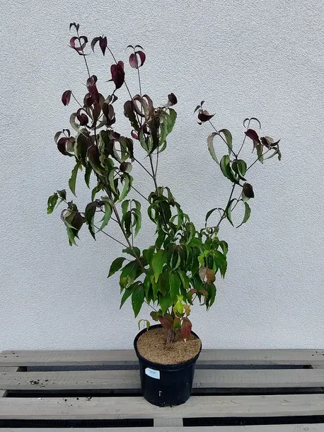 deren-kousa-cappucino-c5-kolor-kwiatow-biale-rozowe