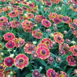 dzielzan-ogrodowy-helenium-x-hybridum-bandera