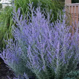 perovskia-atriplicifolia-perowskia-lobodolistna-russian-sage