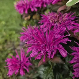 pysznoglowka-ogrodowa-monarda-sugar-buzz-grape-gumball-wyjatkowo-odporna