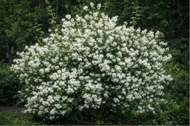 jasminowiec-mont-blanc-c2