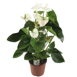 anthurium-biale-d12