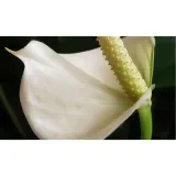 anthurium-biale-d12