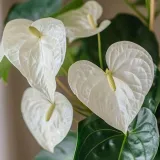 anthurium-biale-d12