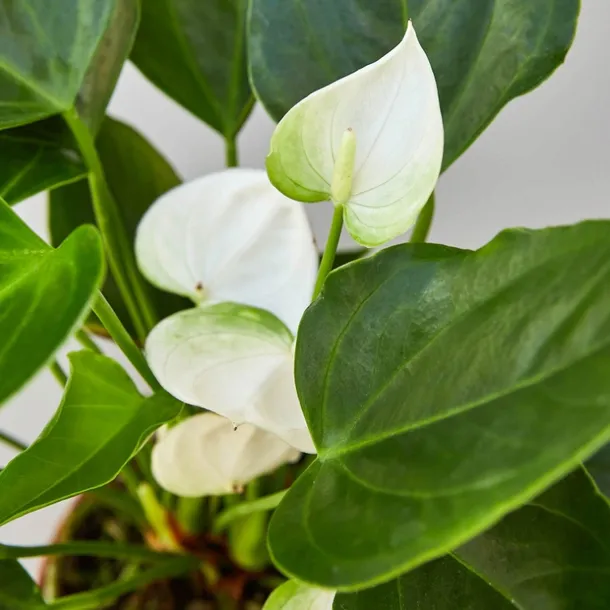 anthurium-biale-d12