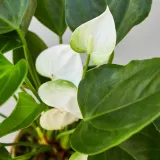 anthurium-biale-d12