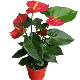 anthurium-czerwone-d12