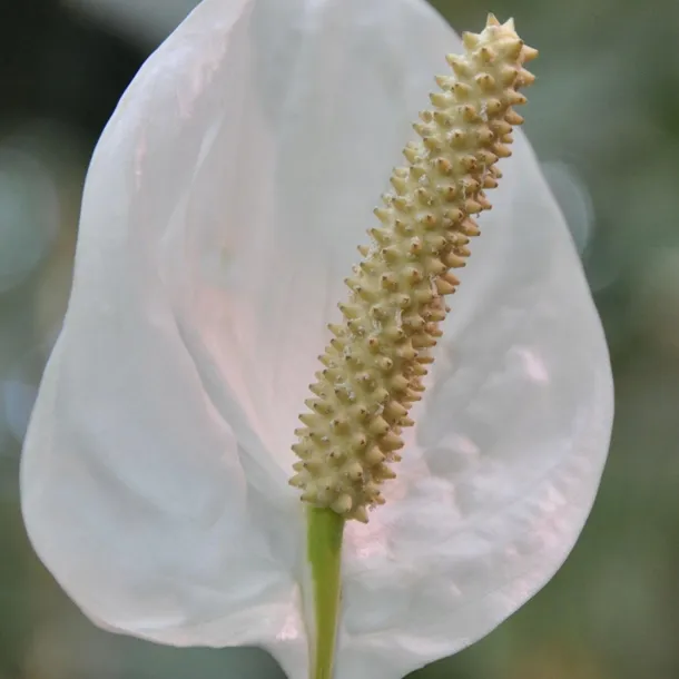 anthurium-biale-d12