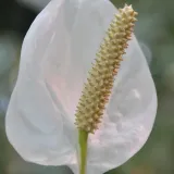 anthurium-biale-d12