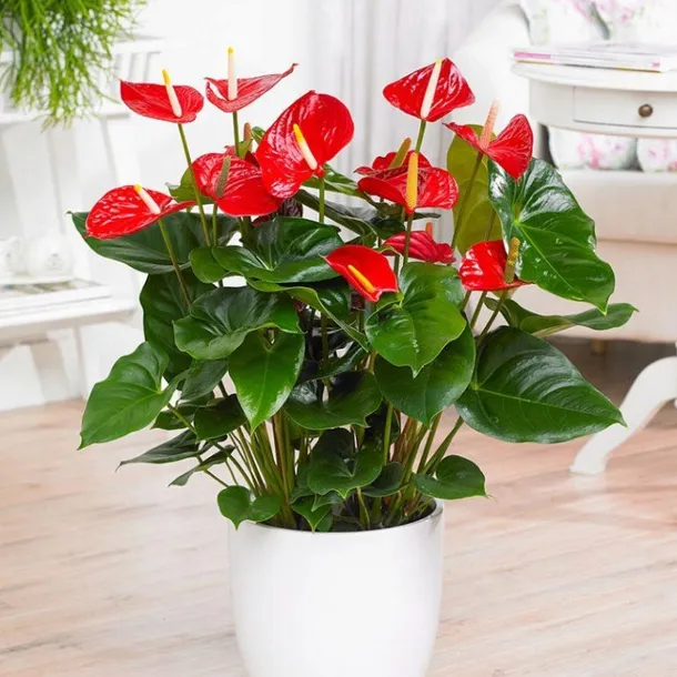 anthurium-czerwone-d12