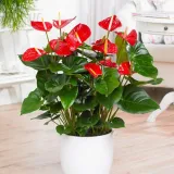 anthurium-czerwone-d12