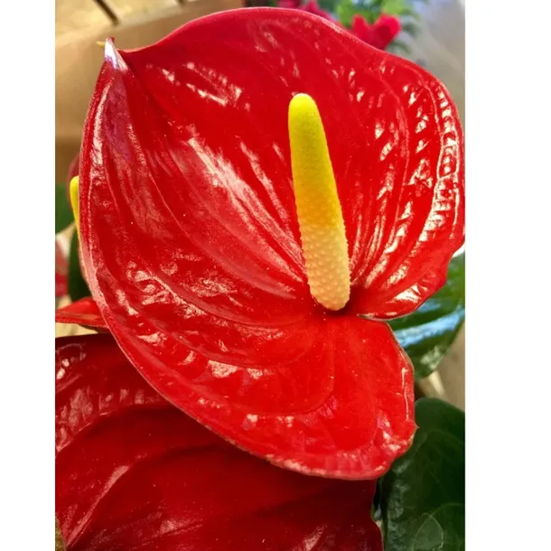 anthurium-czerwone-d12