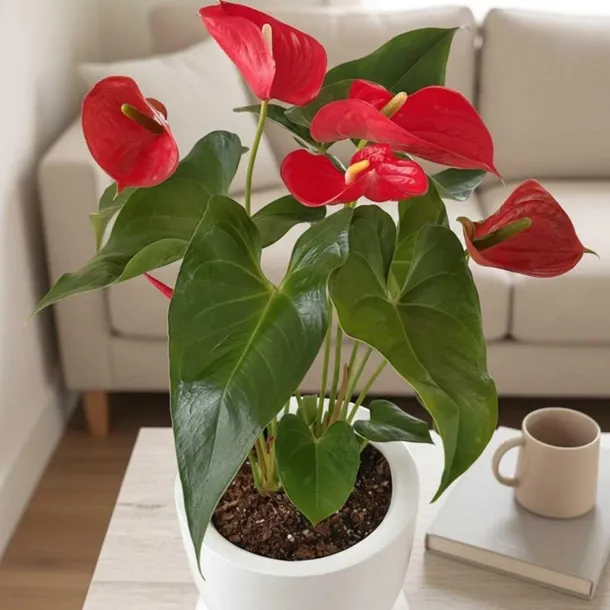 anthurium-czerwone-d12