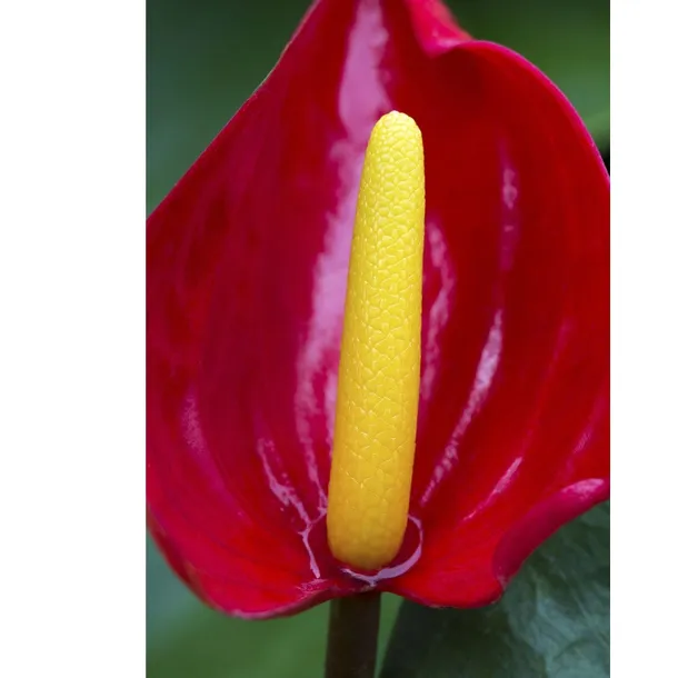 anthurium-czerwone-d12
