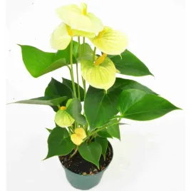 anthurium-zolte-d12