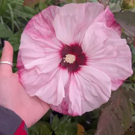 hibiskus-bagienny-ogrodowy-cherry-choco-latte-sadzonka-2l-duze-kwiaty-xxl