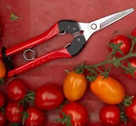 felco-322-sekator-do-zbioru-kwiatow-owocow-d