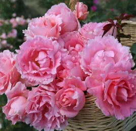 roza-okrywowa-pink-fairy-rozowa-gesta-miniaturowa-sadzonka-p9