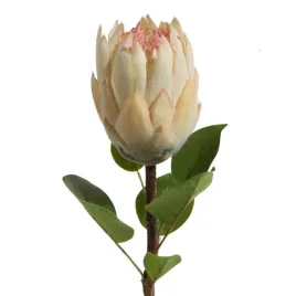 sztuczny-kwiat-protea-kremowa-66-cm-komplet-6-szt