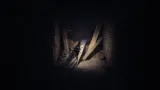 reanimal-pl-ns2-rodzaj-wydania-podstawa