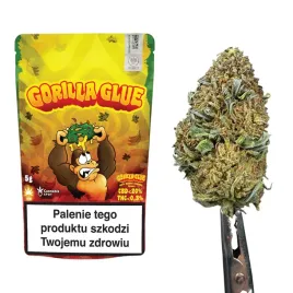 susz-konopny-gorilla-glue-cbd-20percent-5-gram