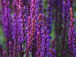 szalwia-omszona-midnight-purple-c2-niska-fioletowa