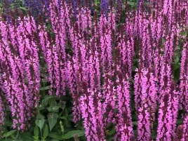 szalwia-omszona-pink-rianne-intensywnie-kwitnie-rozowa-c2