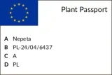kocimietka-walker-s-low-c2-stan-nowy-producent-szkolka-roslin-ozdobnych-a-r-koblanscy